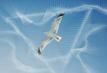 Biomimicry Biomimicry