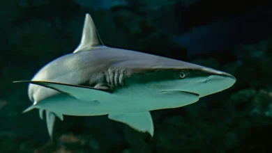 Deep Sea Shark Species Deep Sea Shark Species