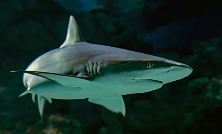 Deep Sea Shark Species
