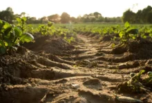 Drought proofing farms Drought-proofing farms
