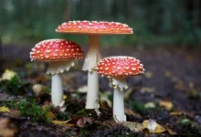 Hidden Fungal Species Hidden Fungal Species