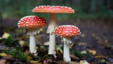 Hidden Fungal Species Hidden Fungal Species