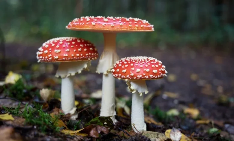 Hidden Fungal Species Hidden Fungal Species