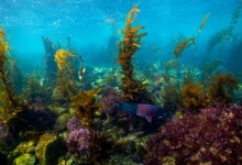 Kelp Forest Decline Kelp Forest Decline