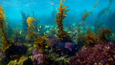 Kelp Forest Decline Kelp Forest Decline