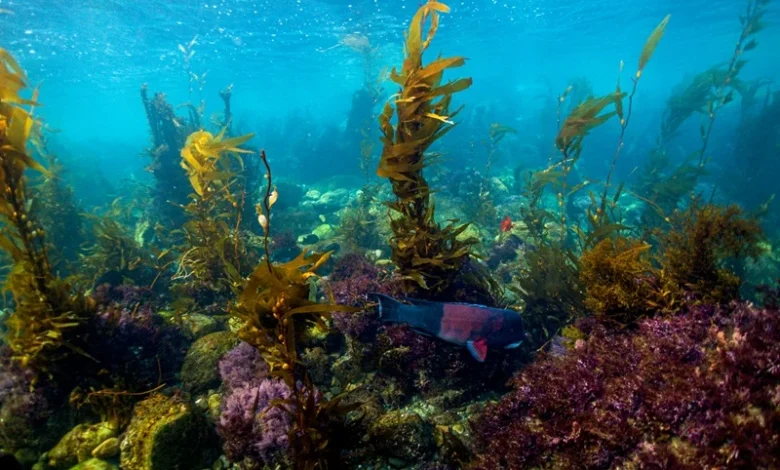 Kelp Forest Decline