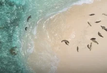 Pacific marine monuments Pacific marine monuments