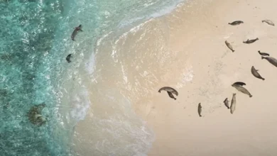 Pacific marine monuments Pacific marine monuments