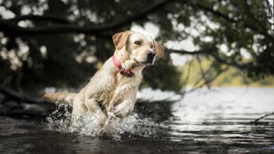 Pet Flea Treatments Poisoning Rivers Pet Flea Treatments Poisoning Rivers