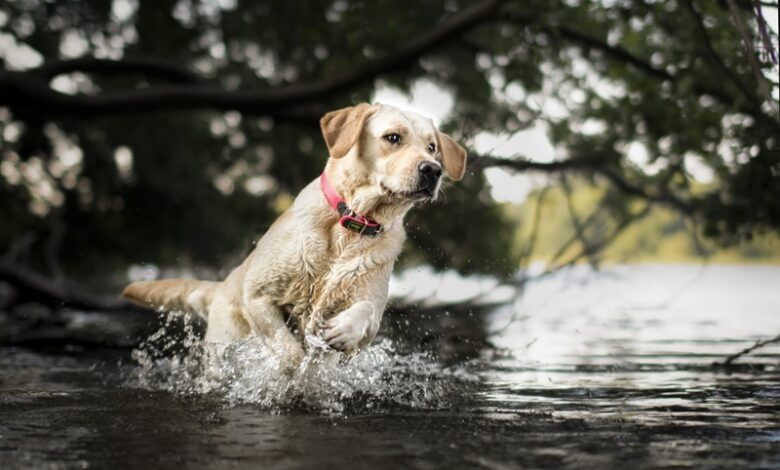 Pet Flea Treatments Poisoning Rivers