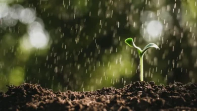 Petrichor Science Petrichor Science