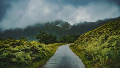 Rainforests Interesting Facts About Rainforests
