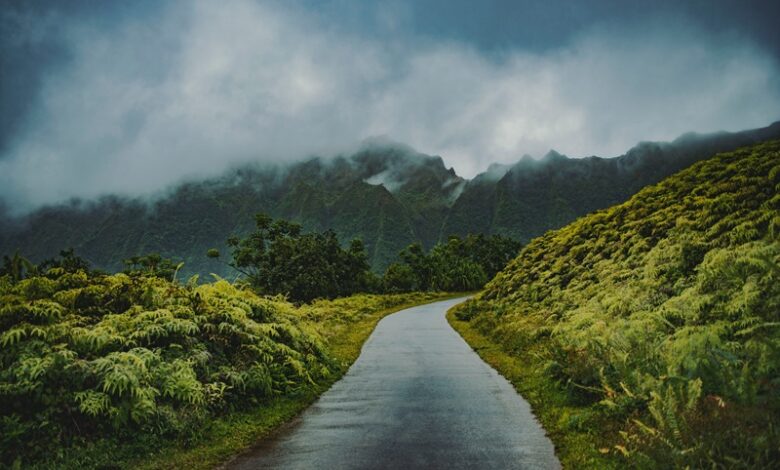 Interesting Facts About Rainforests