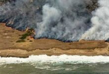 Rare Trees on Santa Rosa Island Face Mass Die Off Rare Trees Santa Rosa Island