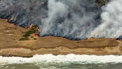 Rare Trees on Santa Rosa Island Face Mass Die Off Rare Trees Santa Rosa Island