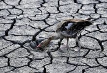 Revealing Europes Most Critical Wetlands and Why They Matter Europe’s Most Critical Wetlands