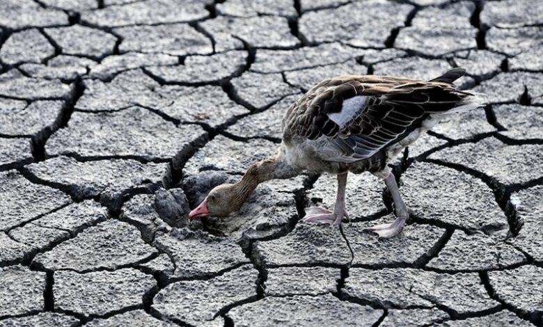 Europe’s Most Critical Wetlands