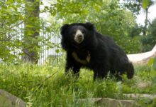 Sloth Bears Sloth Bears