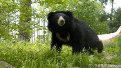 Sloth Bears Sloth Bears