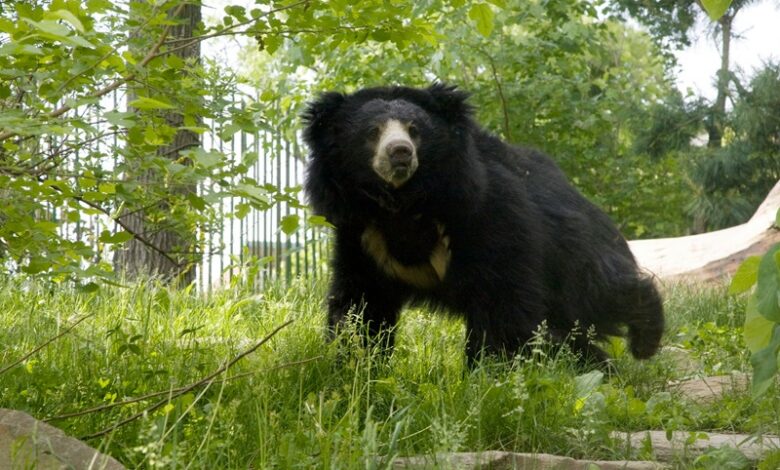 Sloth Bears