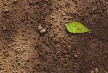 Soil Biodiversity Soil Biodiversity