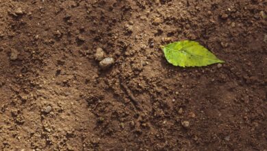 Soil Biodiversity Soil Biodiversity
