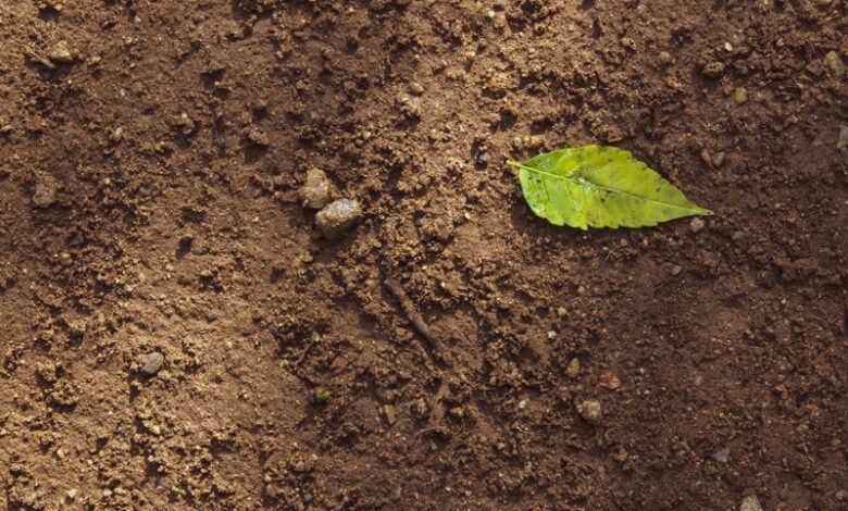 Soil Biodiversity Soil Biodiversity