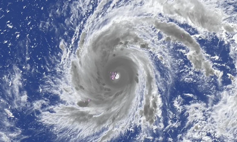 Typhoon Dolphin