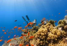 Untitled design 2026 08 01T204339.833 Aquatic Deoxygenation