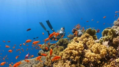 Untitled design 2026 08 01T204339.833 Aquatic Deoxygenation