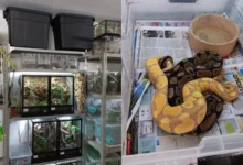 Untitled design 2026 08 10T210254.030 reptile trafficking