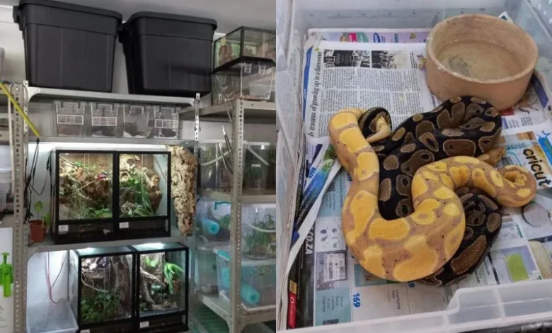 reptile trafficking