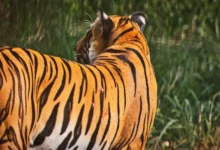 Untitled design 2026 08 10T213037.518 tiger stripes