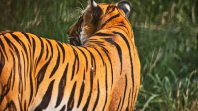 Untitled design 2026 08 10T213037.518 tiger stripes