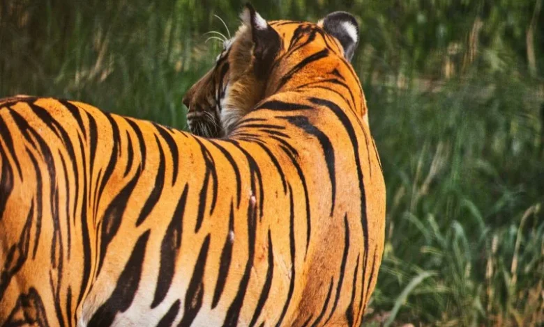 Untitled design 2026 08 10T213037.518 tiger stripes