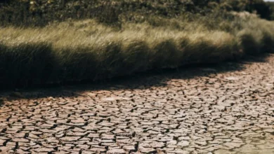 Untitled design 2026 08 10T213921.090 Italy rice drought