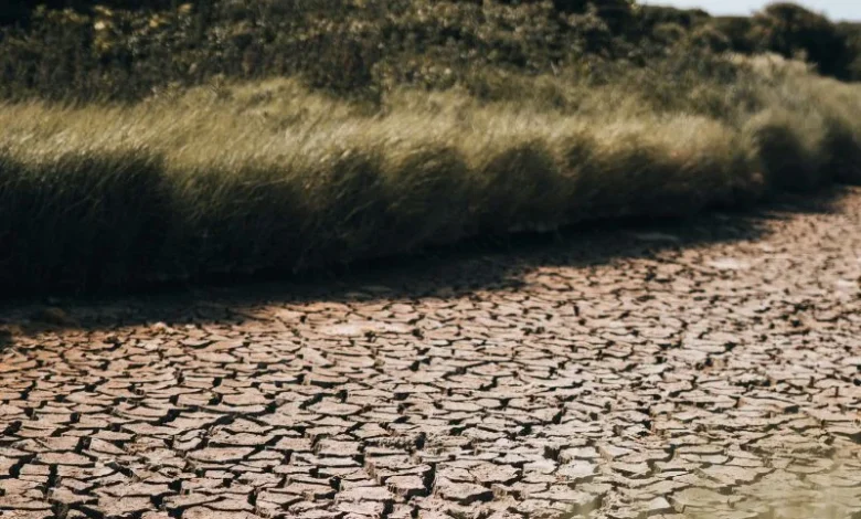 Untitled design 2026 08 10T213921.090 Italy rice drought