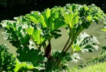 Untitled design 2026 08 11T193046.935 Himalayan rhubarb