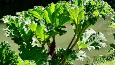 Untitled design 2026 08 11T193046.935 Himalayan rhubarb