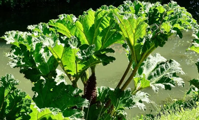Untitled design 2026 08 11T193046.935 Himalayan rhubarb