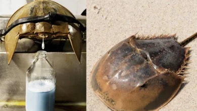 Untitled design 2026 08 11T194410.682 horseshoe crab blood