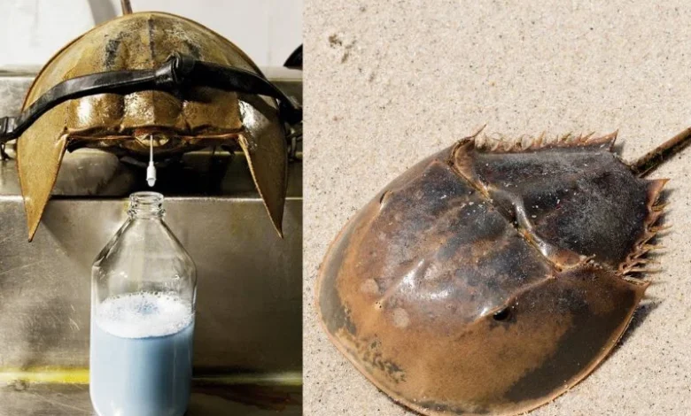 Untitled design 2026 08 11T194410.682 horseshoe crab blood