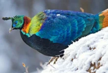 Untitled design 2026 08 11T195600.491 Himalayan pheasants