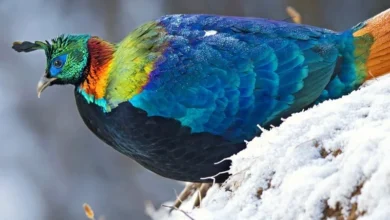 Untitled design 2026 08 11T195600.491 Himalayan pheasants