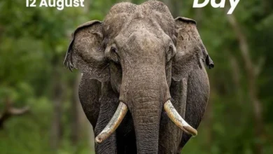Untitled design 2026 08 12T173524.783 World Elephant Day