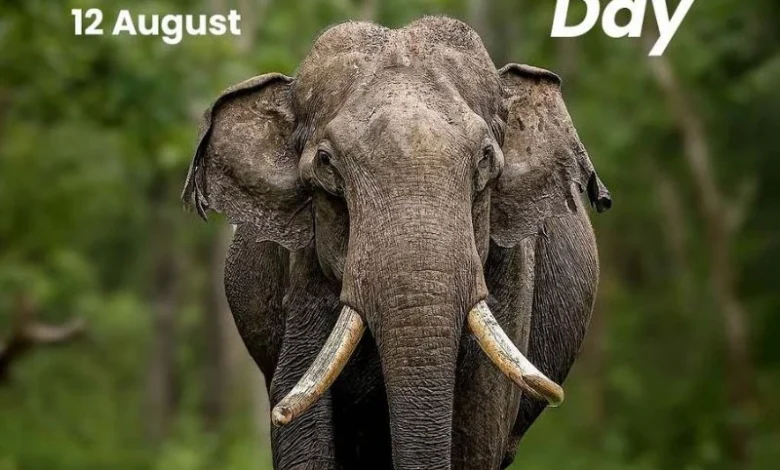 World Elephant Day
