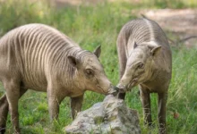 Untitled design 2026 08 12T174635.802 Babirusa Birth