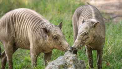 Untitled design 2026 08 12T174635.802 Babirusa Birth