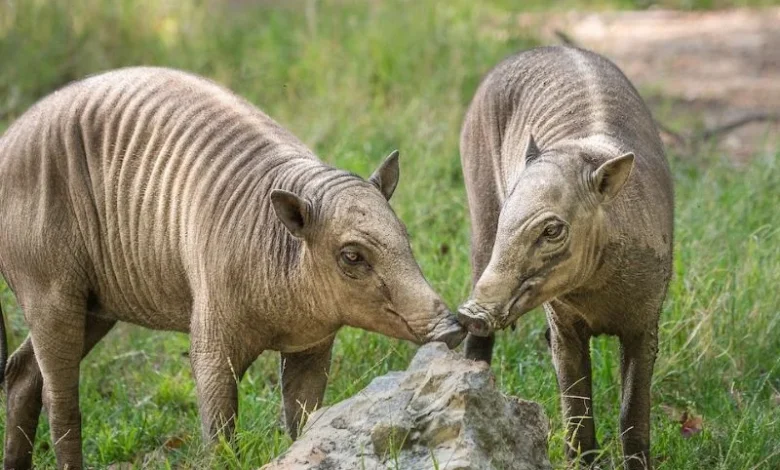 Untitled design 2026 08 12T174635.802 Babirusa Birth