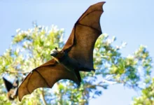 Untitled design 2026 08 12T184241.104 Rare Bat Discovery